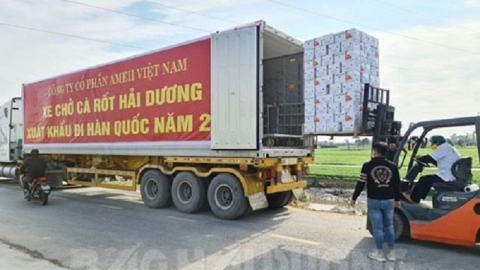 Hải Dương xuất khẩu 500 tấn cà rốt sang thị trường Hàn Quốc