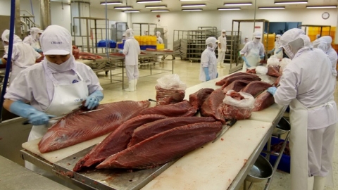 Xuất khẩu cá ngừ Việt Nam tháng 11 tăng trưởng gấp rưỡi