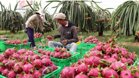 Bình Thuận kiến nghị Bộ Công Thương hỗ trợ tiêu thụ nông sản