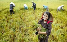 Hà Nội: Hỗ trợ nông dân tiếp cận nguồn vốn tín dụng ưu đãi, an toàn