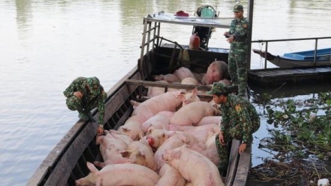 Quảng Ninh tăng cường chống buôn lậu, vận chuyển trái phép lợn