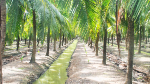 Trà Vinh: Mô hình trồng dừa hữu cơ cho hiệu quả bền vững