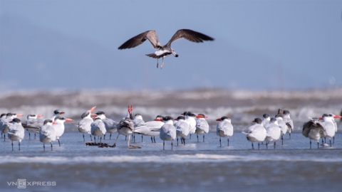 Đồng Tháp cấp bách bảo tồn các loài chim hoang dã, di cư