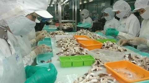 Nhật Bản là thị trường nhập khẩu mực, bạch tuộc lớn thứ hai của Việt Nam