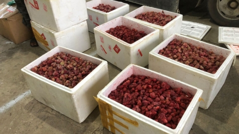 Thu giữ 310 kg dâu tây không rõ nguồn gốc xuất xứ tại Lâm Đồng