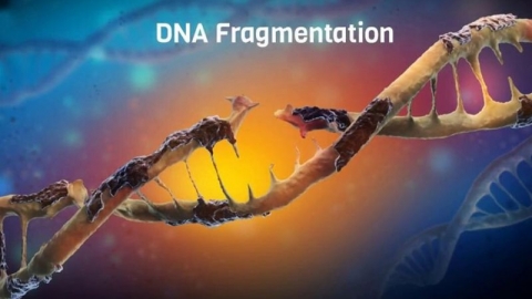 Phân mảnh ADN tinh trùng: Thủ phạm gây vô sinh ở nam giới