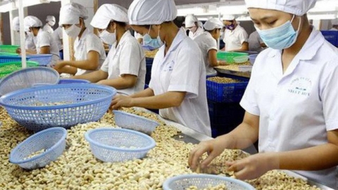 Dự báo xuất khẩu hạt điều của Việt Nam trong các tháng cuối năm 2022 sẽ vẫn gặp khó khăn