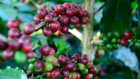 Giá cà phê hôm nay 17/08: Giá cà phê đạt mốc 49.000 đồng/kg