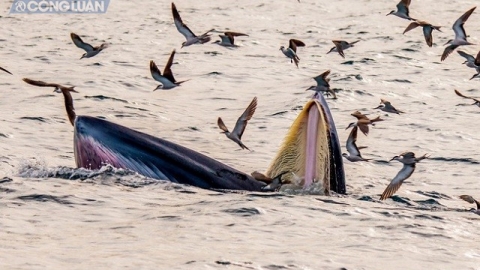 Cá voi xanh xuất hiện nhiều trên vùng biển Đề Gi của Bình Định
