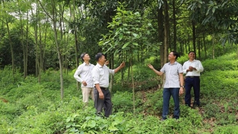 Lào Cai chi trả trên 108 tỷ đồng tiền dịch vụ môi trường rừng ​