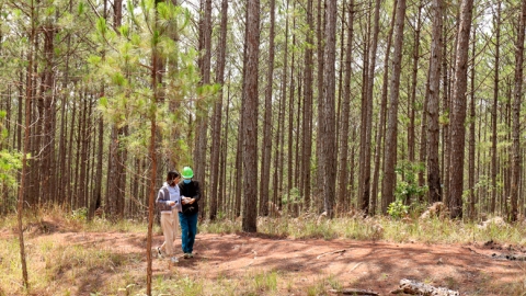 Lâm Đồng đề xuất cho phép khai thác trắng hơn 154ha rừng trồng thông ba lá