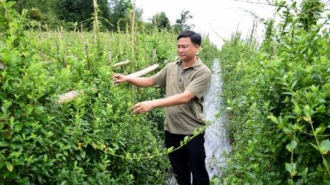 OCOP Nghệ An, nhiều sản phẩm dược liệu có số lượng đi cùng chất lượng