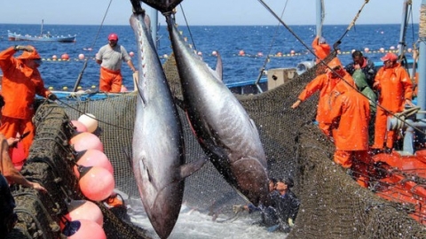 Xuất khẩu cá ngừ tăng trưởng mạnh tại thị trường Trung Đông