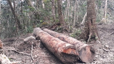 Nhiều sai phạm trong việc quản lý rừng tại Công ty Lâm nghiệp Kon Plông được thanh tra tỉnh Kon Tum kết luận