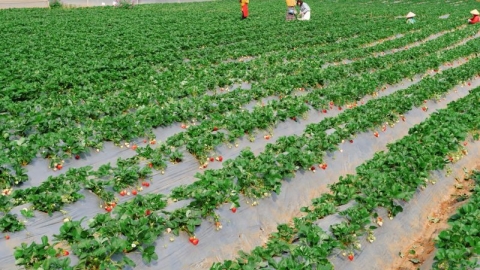 Hiệu quả kinh tế nông nghiệp kết hợp du lịch trải nghiệm tại Sơn La