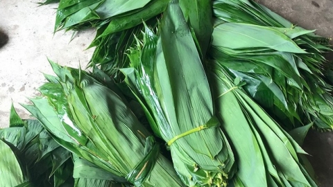 Nhiều loại lá của Việt Nam tiếp tục được xuất khẩu thu về trên 8 triệu USD
