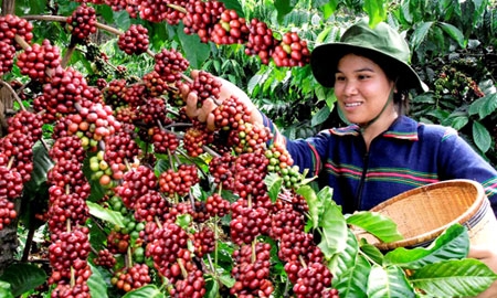 Nâng cao giá trị cà phê Việt Nam thông qua sản phẩm chế biến sâu và sạch