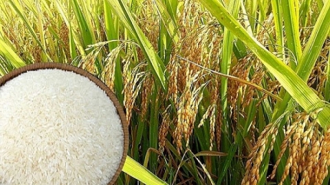 Giá lúa gạo nội địa và xuất khẩu có xu hướng tăng