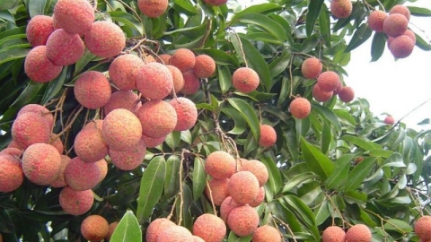 Bắc Giang tích cực, chủ động trong hoạt động phát triển tài sản trí tuệ