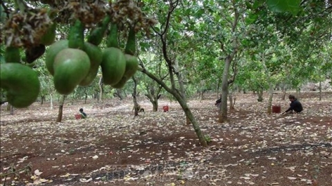 Bình Phước lần đầu tiên có sản phẩm OCOP 5 sao cấp quốc gia