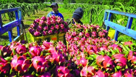 Nhiều địa phương chưa quan tâm, giám sát mã số vùng trồng