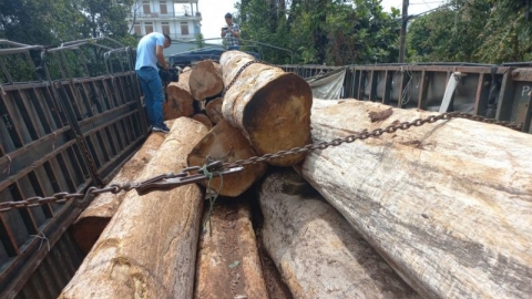 Gia Lai: Bắt giữ vụ vận chuyển gỗ lậu lớn