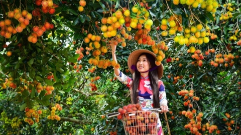 Đồng Nai: Lễ hội Trái cây Long Khánh sẽ diễn ra từ 15 đến 23/6