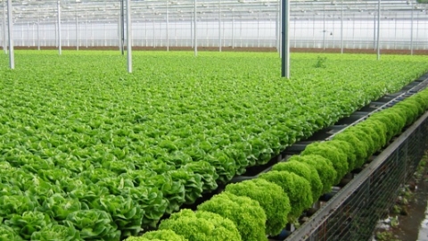 Thanh Hóa chuyển đổi cơ cấu cây trồng thích ứng với biến đổi khí hậu