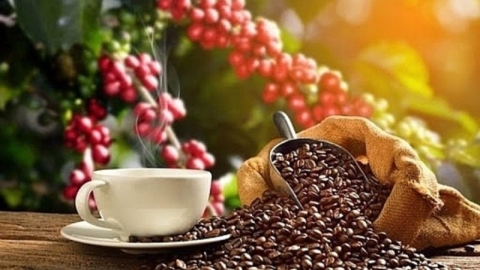 Giá cà phê hôm nay 01/10: Giá cà phê trong nước được thu mua cao nhất là 66.700 đồng/kg