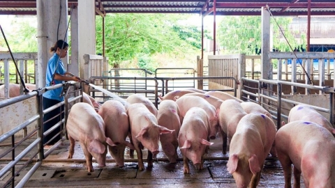 Giá heo hơi hôm nay 01/10: Tuần qua giá heo hơi giảm 1.000 - 4.000 đồng/kg