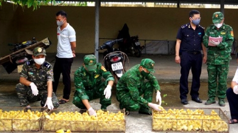 Lực lượng biên phòng Lạng Sơn bắt giữ 1.050 con vịt giống nhập lậu