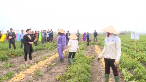 Thị xã Quế Võ (Bắc Ninh) có 120 vùng sản xuất khoai tây theo quy trình an toàn