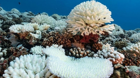 Huy động 12 tỷ USD phục vụ việc bảo vệ các rạn san hô 