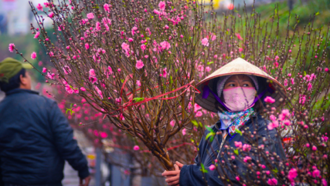 Hà Nội diễn ra lễ hội hoa đào, quất cảnh và sản phẩm OCOP