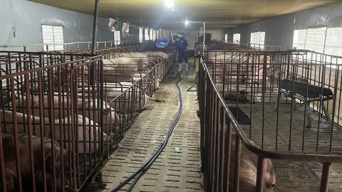 Thanh Hóa tăng cường phòng, chống bệnh dịch tả lợn châu Phi