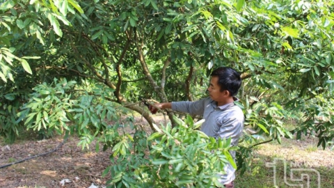 Huyện Đồng Hỷ - Thái Nguyên: 151 ha cây ăn quả đạt tiêu chuẩn VietGAP, hữu cơ