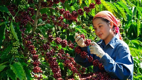 Giá cà phê hôm nay, 4/5: Cà phê trong nước giảm sốc 12.500 đồng/kg
