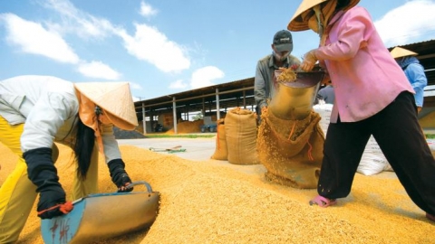 Indonesia thông báo mở thầu nhập khẩu thêm 300.000 tấn gạo trong tháng 4/2024