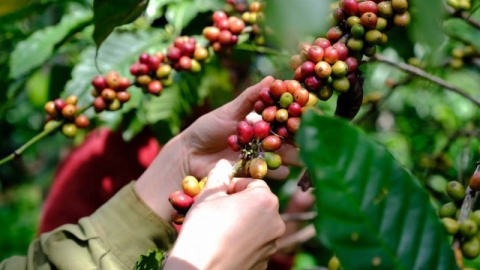 Giá cà phê hôm nay 30/6: Trong nước tiếp đà giảm nhẹ 600 -700 đồng/kg