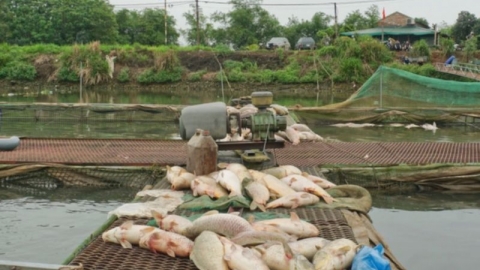 Cá chết hàng loạt ở Hải Dương, người nuôi cá lồng chịu thiệt hại