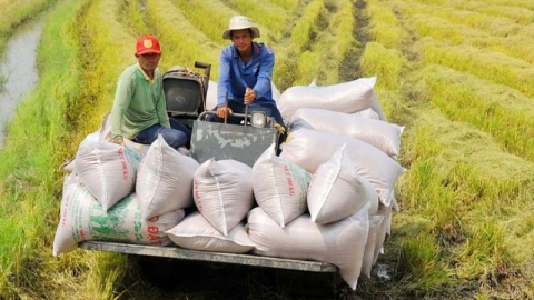 Giá lúa gạo hôm nay 27/4: Giá lúa gạo tiếp tục xu hướng tăng