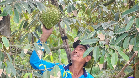 Tiền Giang có hơn 6.900 ha sầu riêng được cấp mã số vùng trồng xuất khẩu