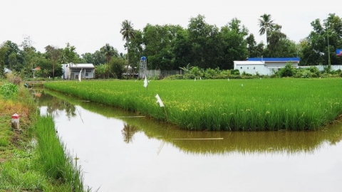 Cà Mau chuyển đổi cơ cấu cây trồng trên đất lúa hơn 248 ha năm 2024