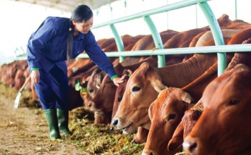 Kon Tum thu hút có chọn lọc các dự án chăn nuôi