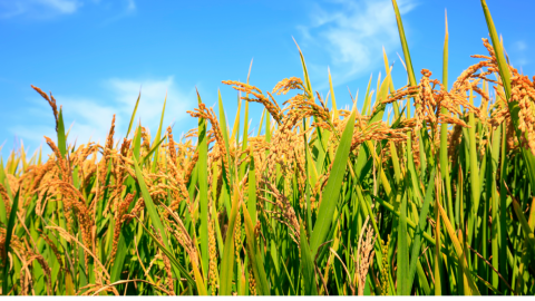 Giá lúa gạo hôm nay 30/4: Duy trì ổn định