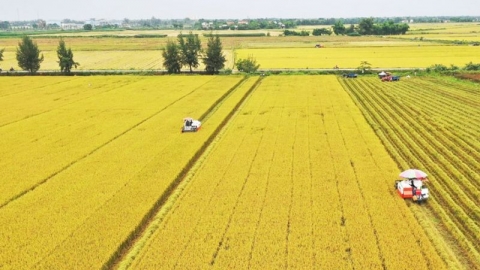 Tin vui: Lần đầu tiên bán tín chỉ Carbon từ trồng lúa