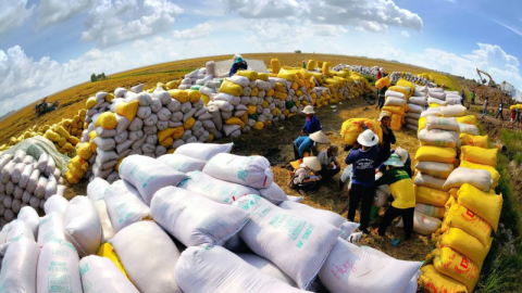 Vì sao, xuất khẩu gạo Việt Nam sang thị trường Âu Mỹ tăng đột biến?