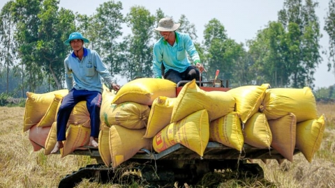 Giá lúa gạo hôm nay 5/5: Giá gạo xuất khẩu bật tăng trở lại