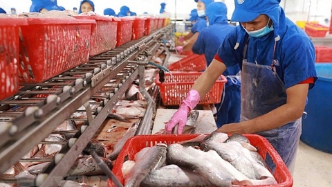 Dự báo, từ quý III, giá xuất khẩu cá tra tăng thêm 10%