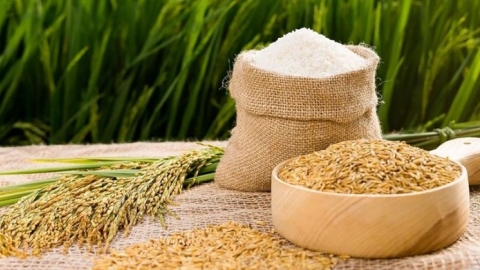 Nên xây dựng chiến lược xuất khẩu gạo theo thị trường, khu vực và chất lượng
